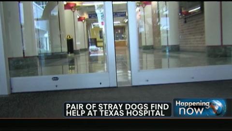 VIDEO: Pair of Stray Dogs Find Help at Texas Hospital