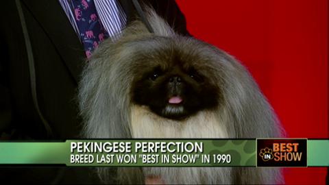 Malachy the Pekingese Wins Best in Show at the Westminster Kennel Club American Dog Show