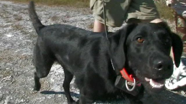 Sniffer dogs remove pythons from Everglades