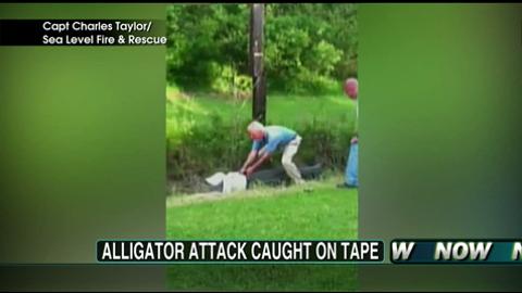 Video: Alligator Attack Caught on Tape!