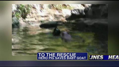Unbelievable Video: Hero Pig Saves Baby Goat From Drowning