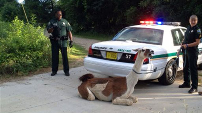 Police Tase Escaped Llama 