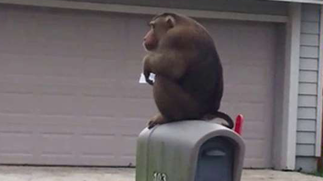 Mail-eating monkey causes chaos in Florida neighborhood