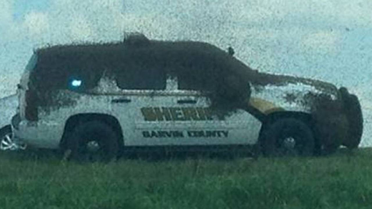 Honeybees swarm Oklahoma patrol car 