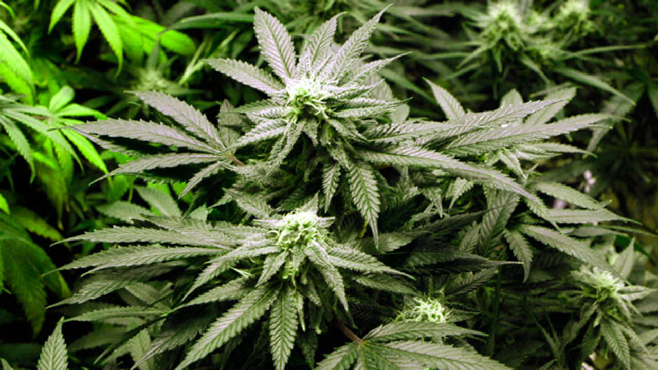 Massachusetts could vote on legalizing marijuana 