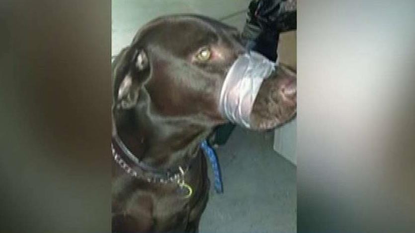 Woman faces up to 150 days in jail for taping dog's mouth 