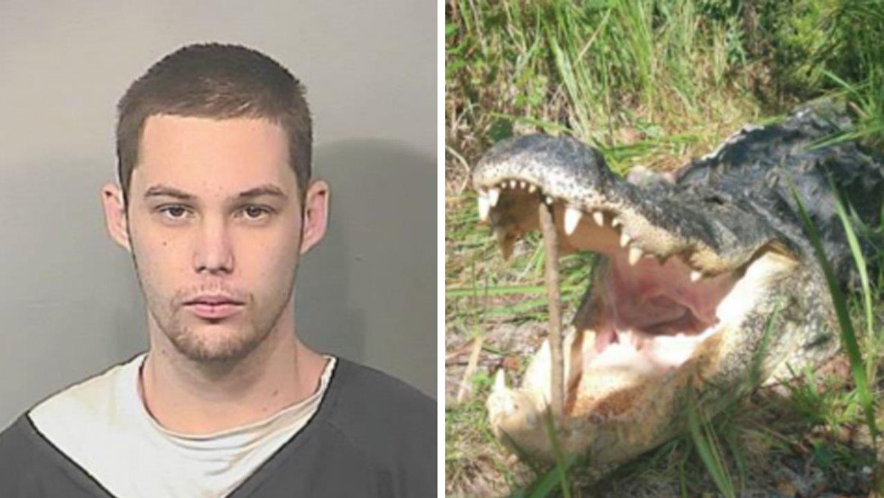 Alleged burglar eaten by alligator while hiding from police