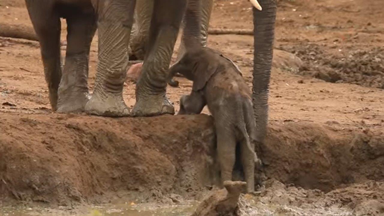 Herd helps mother elephant save baby from watering hole