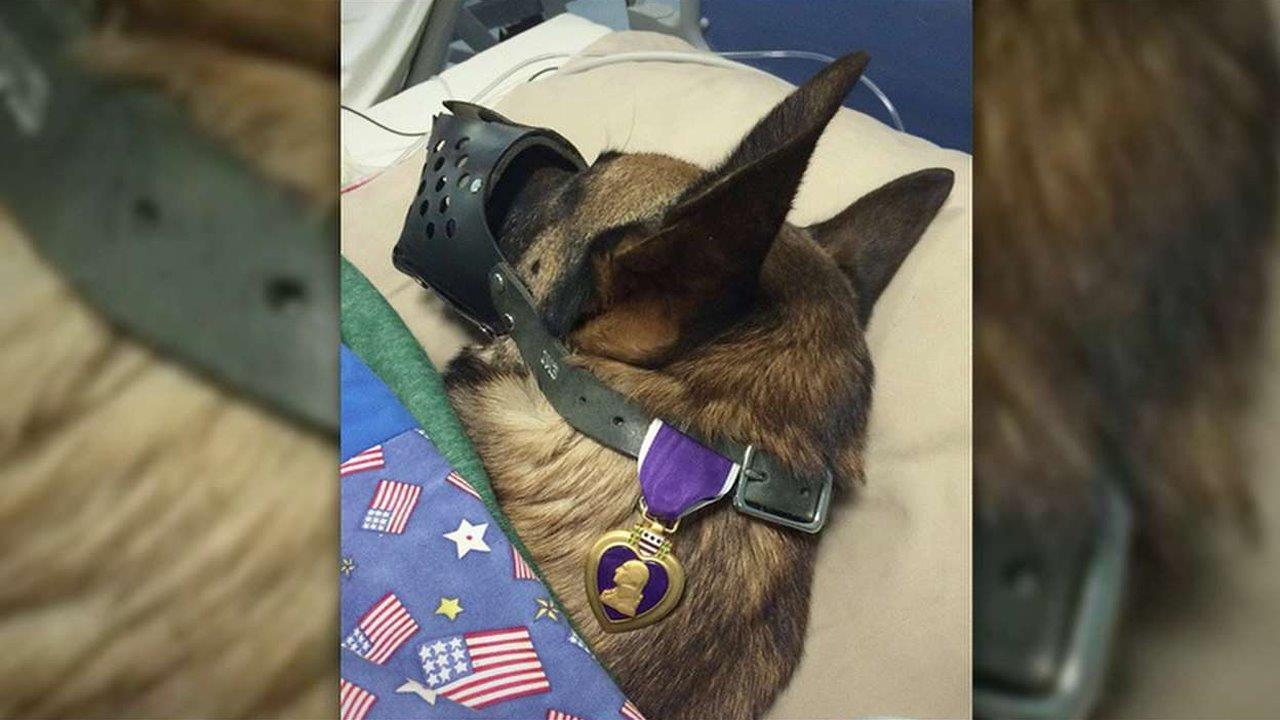 Photo of service dog with Purple Heart goes viral