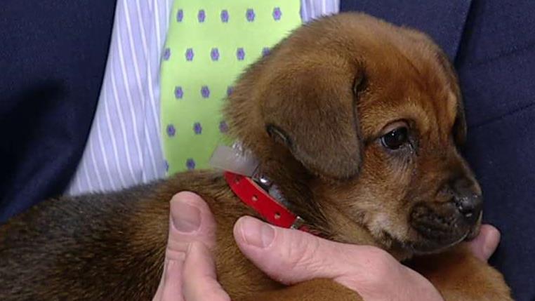Home for the howl-idays: Adorable pups need a loving home