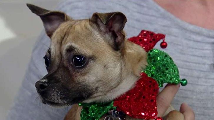 Home for the howl-idays: Little pups need a Secret Santa