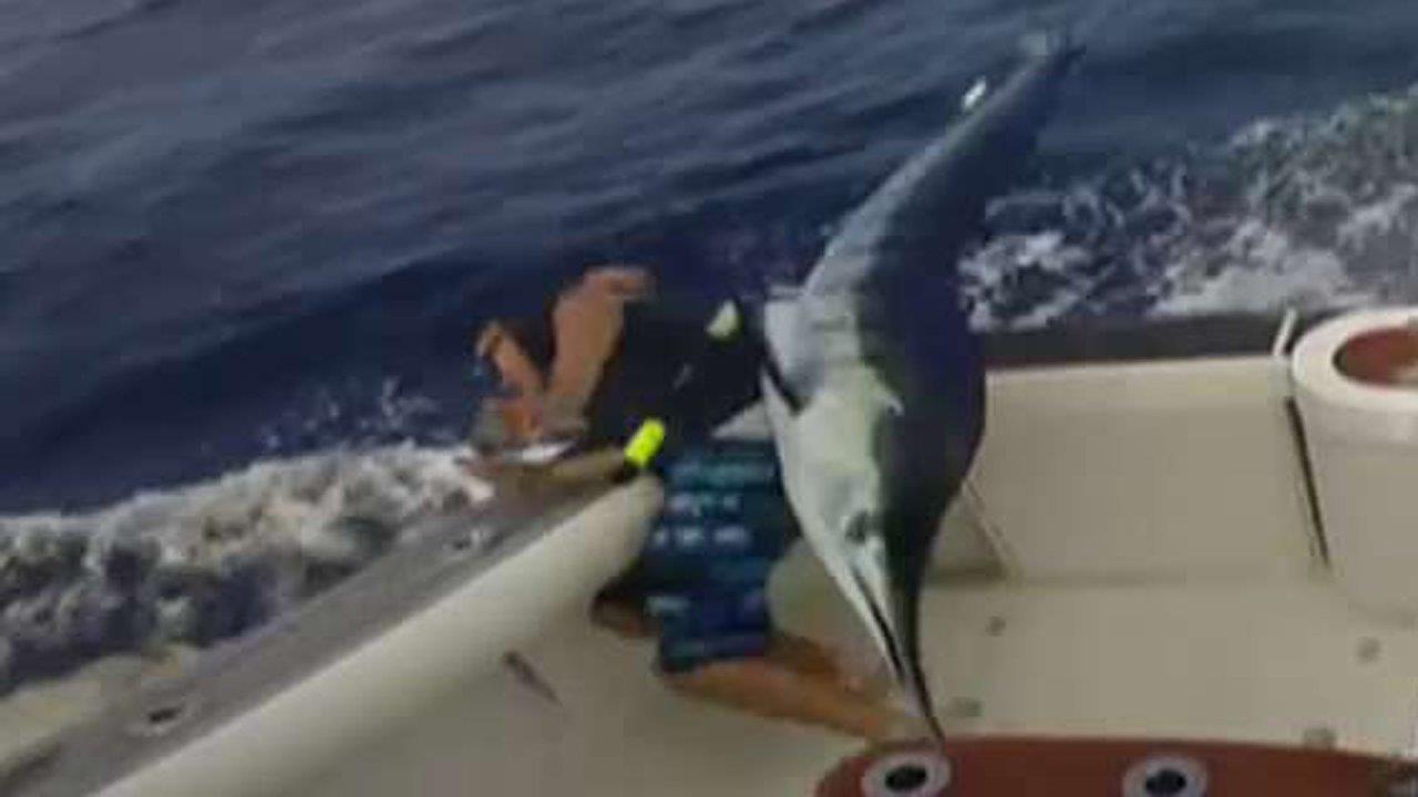 En garde! Angry marlin nearly skewers fisherman