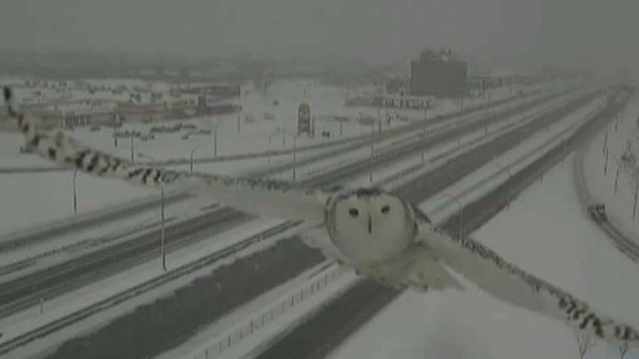 Snowy selfie! Rare snowy owl photobombs traffic camera
