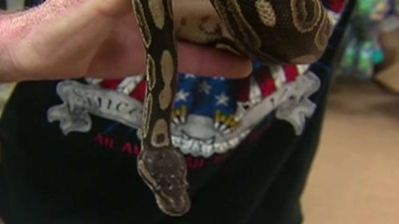 Video: Man steals python by putting it in his pants