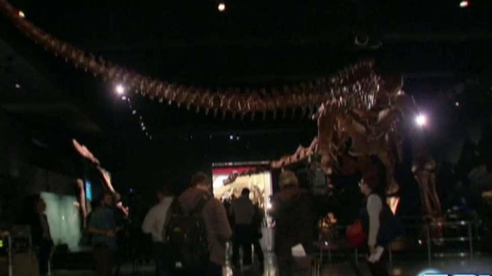 Titanosaur on display at American Museum of Natural History