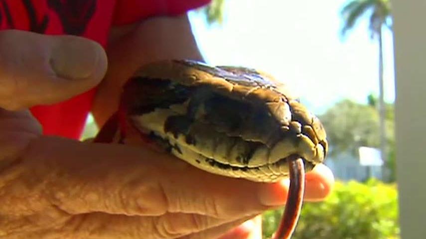Hunters descend upon Florida for python challenge