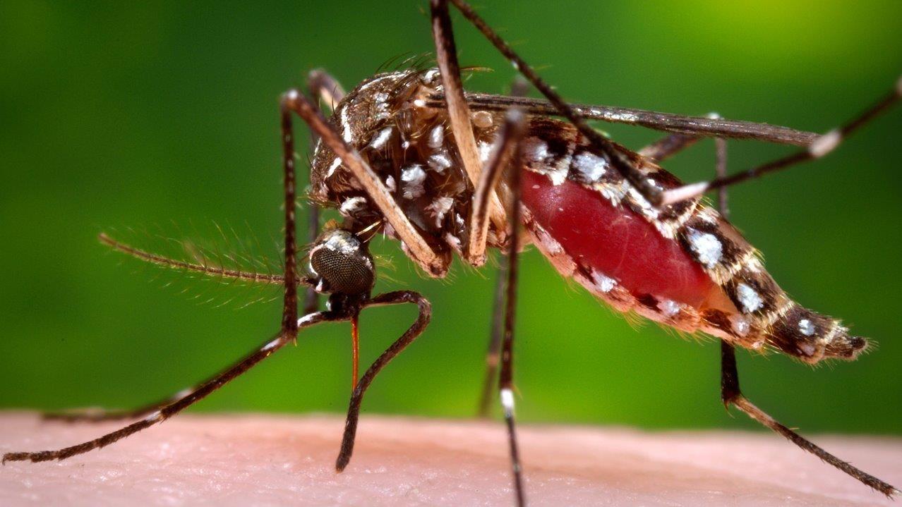 Florida Illinois Report Travel Related Zika Cases Fox News 