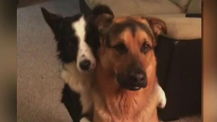 Video of dog hugging his 'best friend' goes viral
