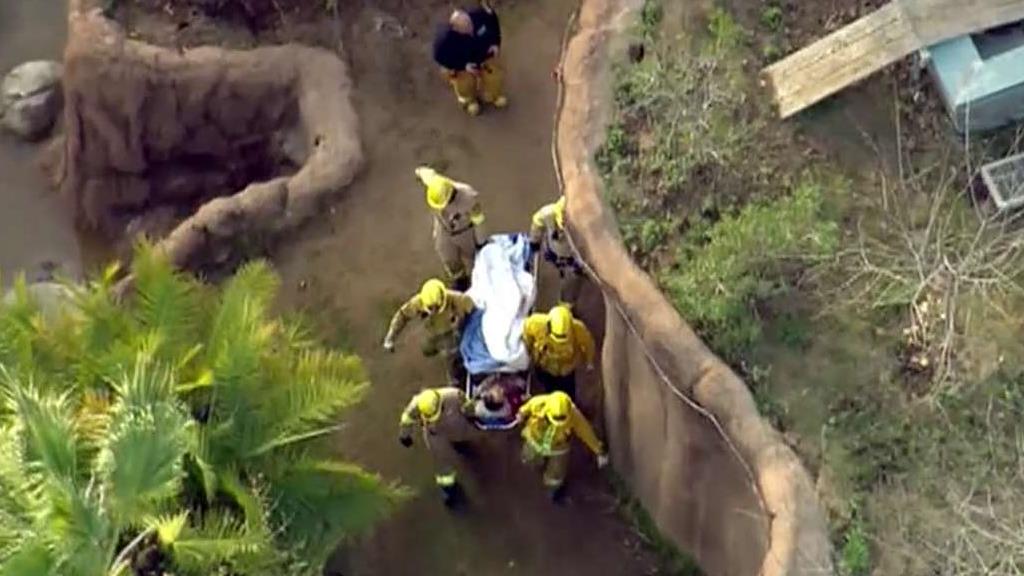 Firefighters rescue LA Zoo employee from gorilla enclosure