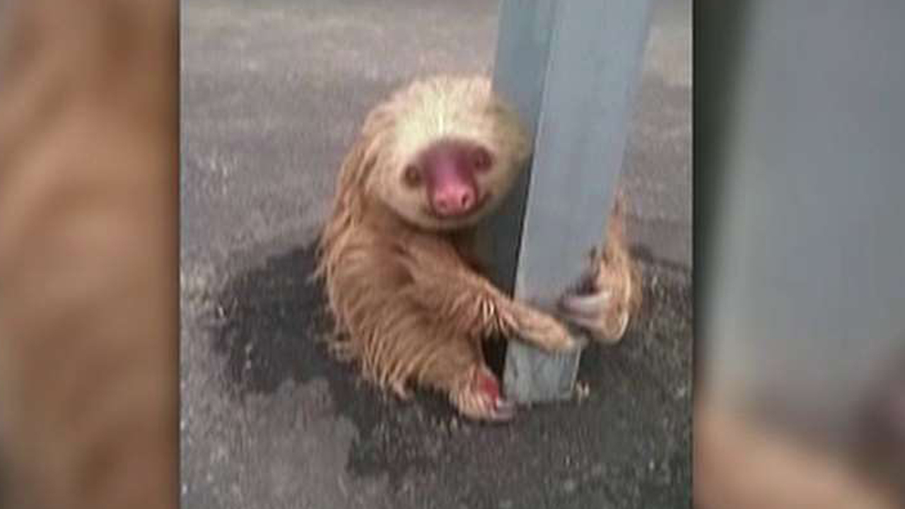 Scared sloth hangs on for dear life on side of road