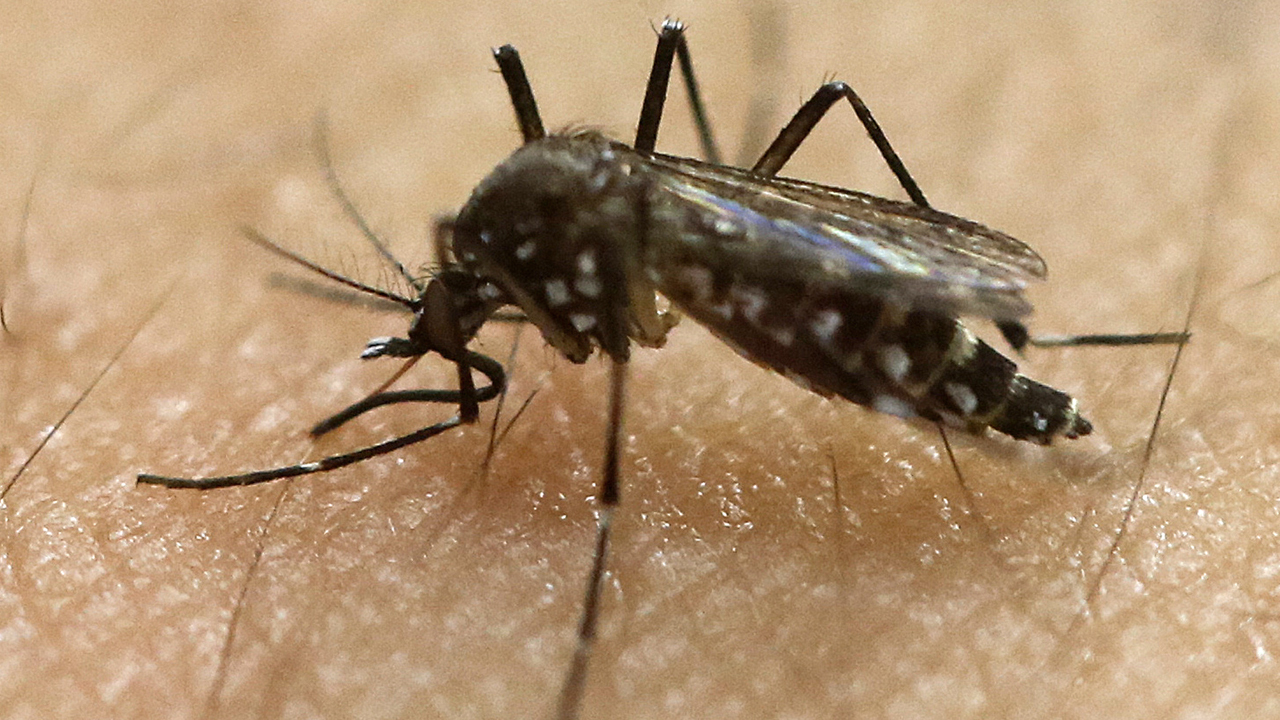 Zika virus triggers travel warnings for pregnant women