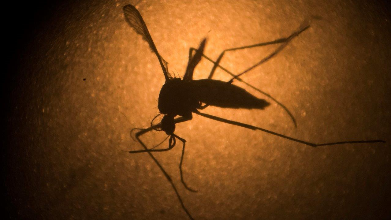 What you need to know to stay safe from the Zika virus