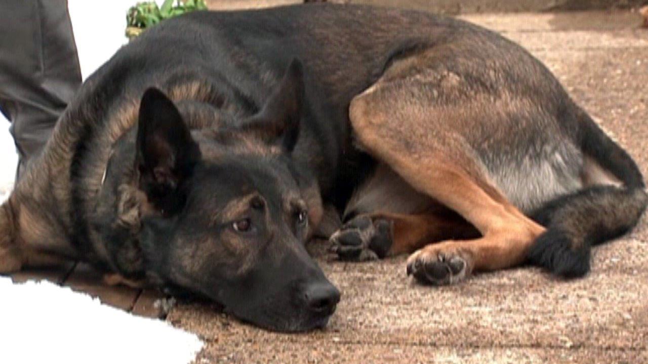 Retired cop's former K9 partner to be auctioned off