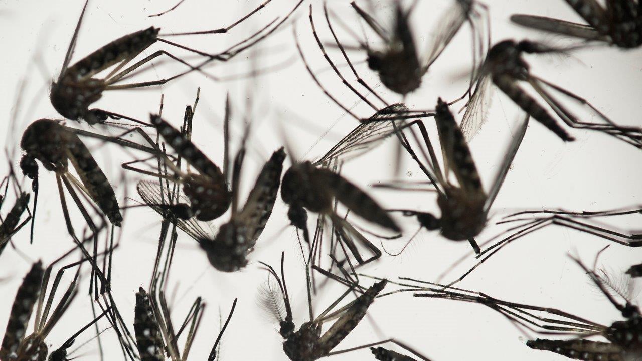 WHO holds emergency meeting to discuss Zika virus