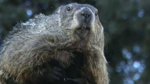 Groundhog Day: Did Phil see his shadow?