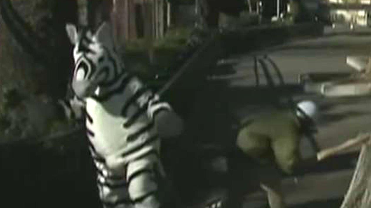 'Zebra' on the loose! Workers practice escaped animal drill 