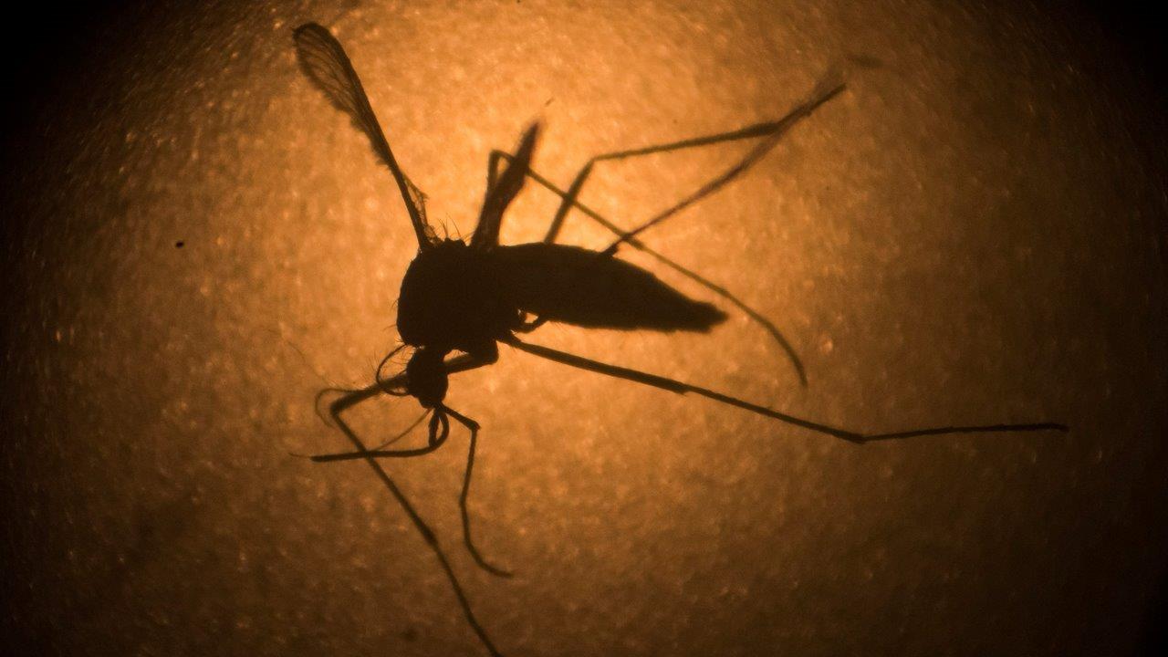 Virus Zika: Ketakutan, fakta dan masa depan