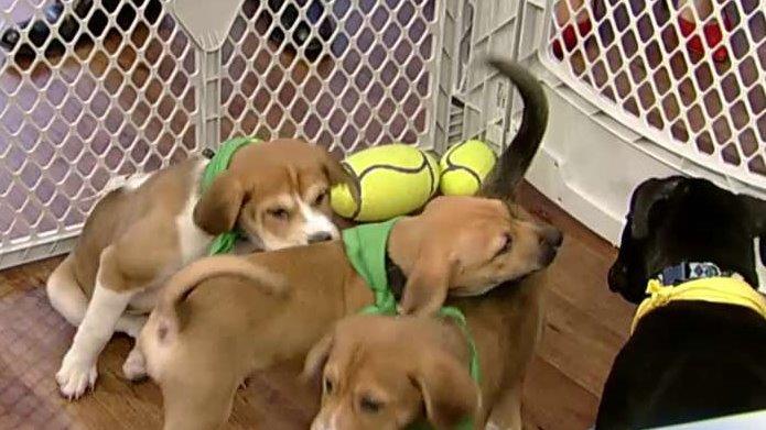 Team Ruff and Team Fluff to face off in 'Puppy Bowl XII'