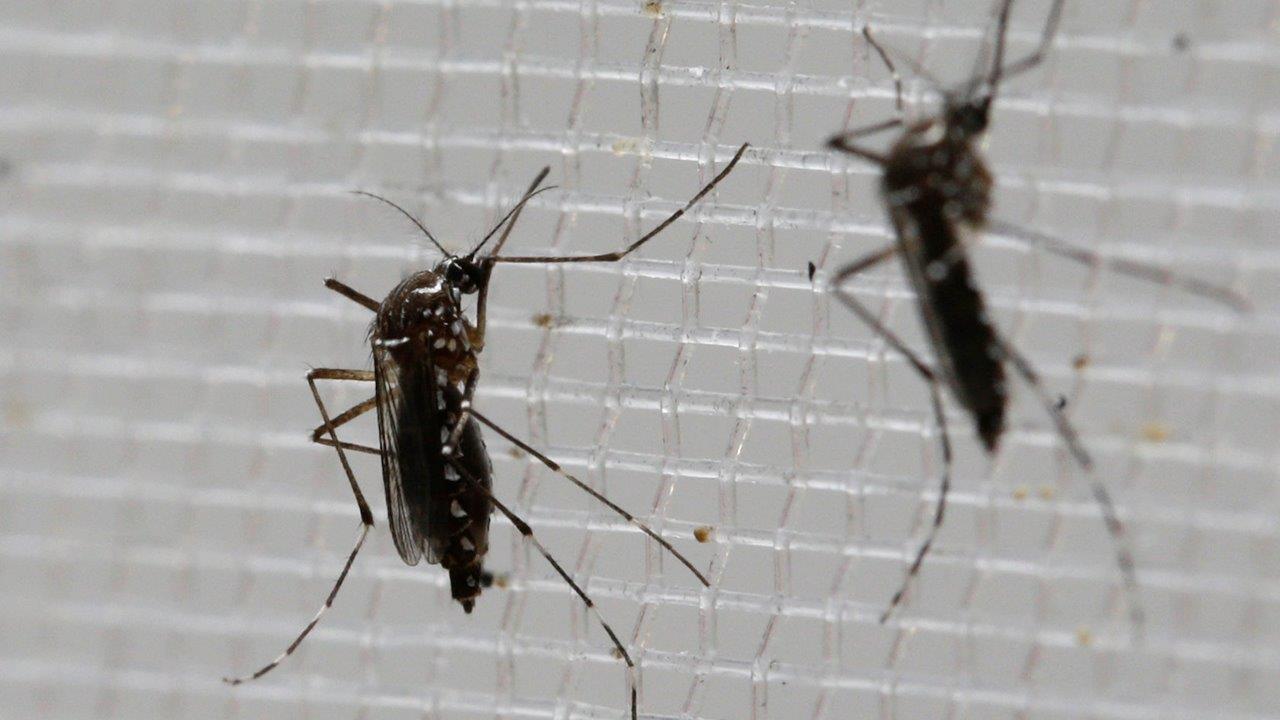 Scientists try to fight Zika by building a 'better mosquito'