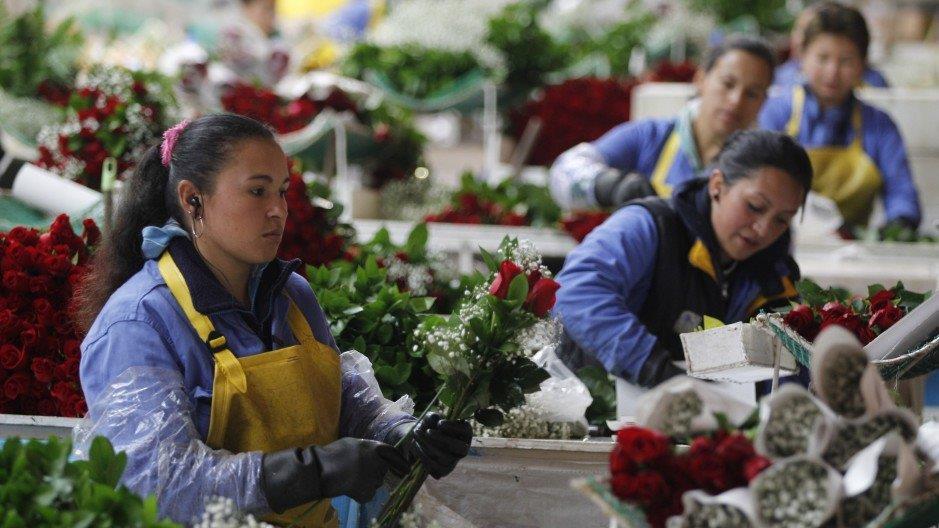 Billions of fresh cut flowers imported for Valentine's Day