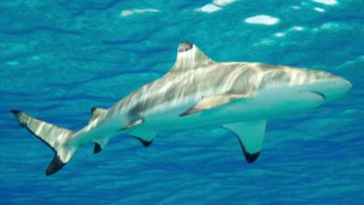 Tens of thousands of sharks seen migrating off Fla. coast