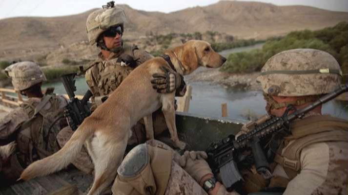 Report: Army ditches heroic war dogs