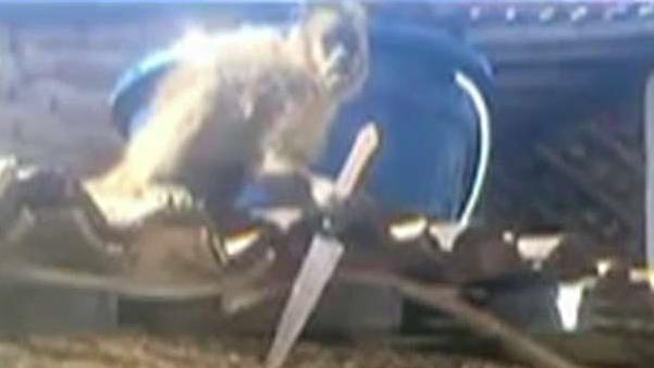 Drunk monkey attacks bar patrons with knife 