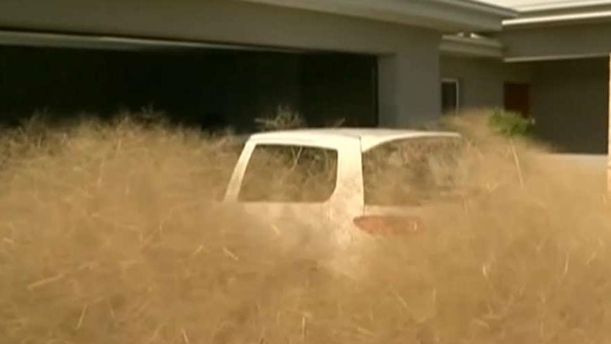 Tumbleweed takeover! Town overrun by wild weed