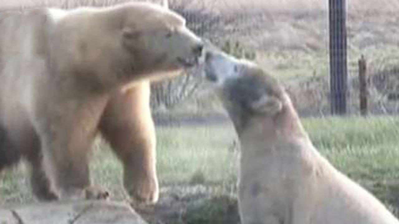 Video of two polar bears becoming instant BFFs goes viral