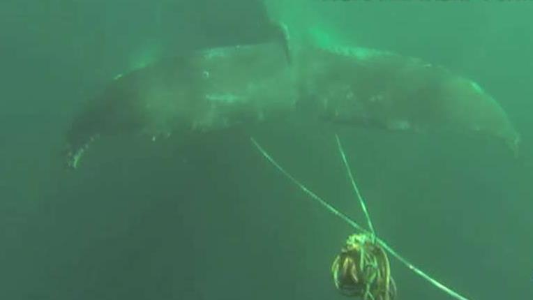 Whale fishing line entanglement up 400 percent in California