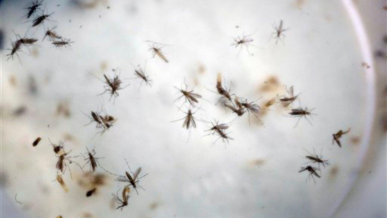 Oregon has its first case of sexually transmitted Zika virus