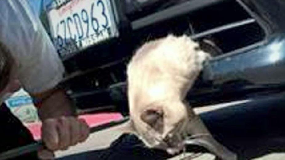 Cat survives 8-mile trip stuck in car bumper