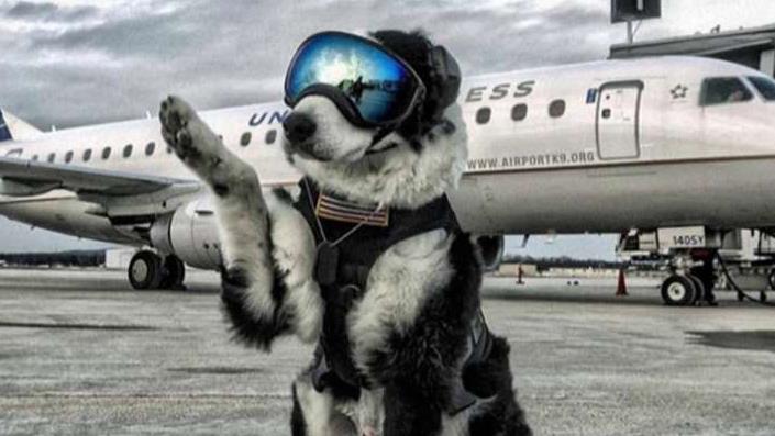 Wildlife control dog keeps planes safe on takeoffs, landings