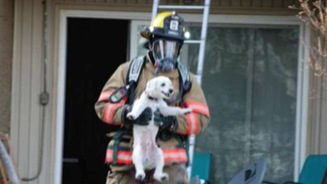 Puppy happy to be alive after rescued from fire