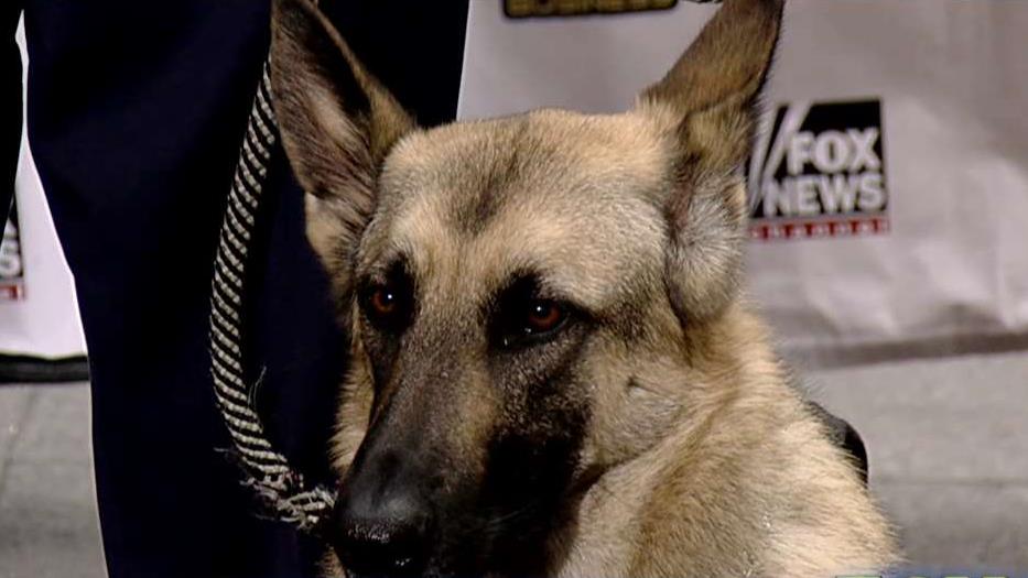 'Paws Act' would provide wounded warriors with service dogs