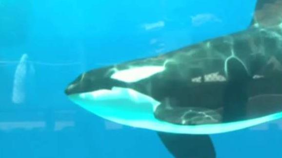SeaWorld announces end to its captive orca breeding program