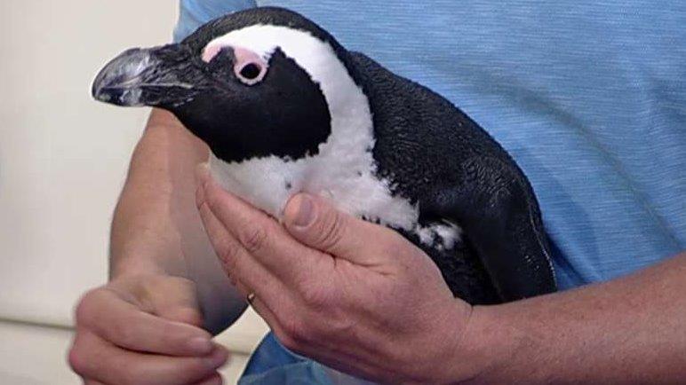 Jeff Corwin shares fascinating penguin facts