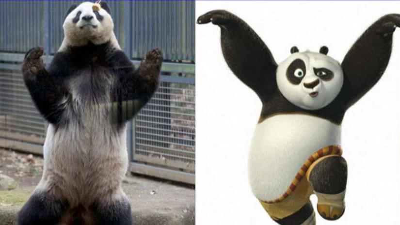 Going Viral: A real-life 'Kung-Fu Panda'