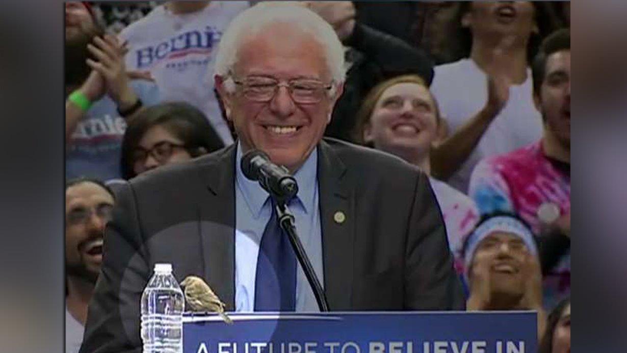 Portland crowd goes wild for bird on Bernie Sanders' podium