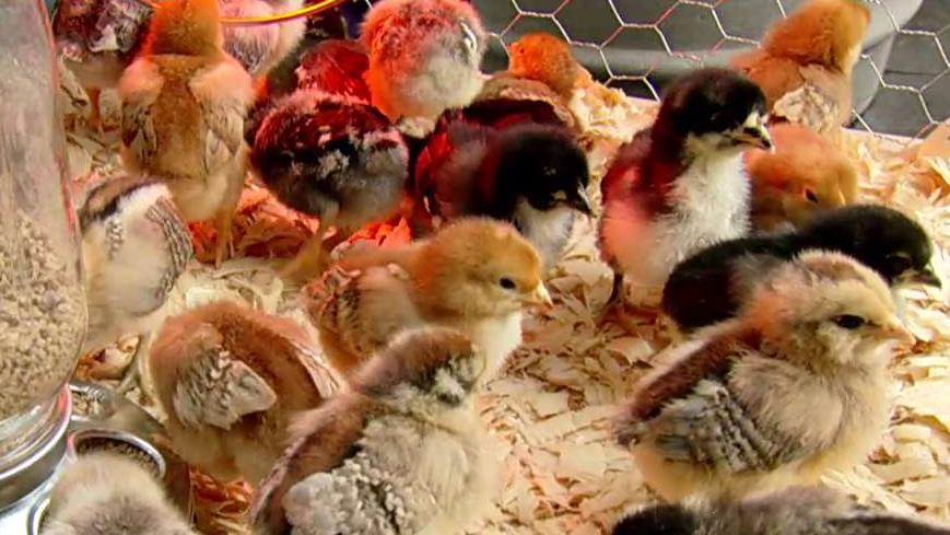 How to start raising chickens at home
